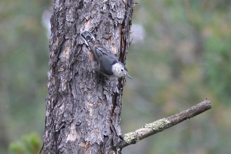 White-breasted Nuthatch FtDavisAug08 117.jpg